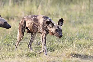 Pictus: Afrique, Afrique australe, Bostwana, Parc national