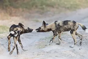 Pictus: Afrique, Afrique australe, Bostwana, Parc national