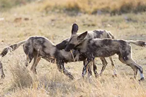 Pictus: Afrique, Afrique australe, Bostwana, Parc national
