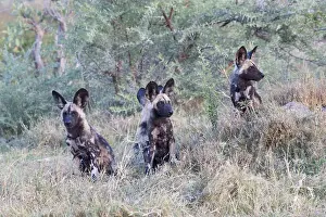 Pictus: Afrique, Afrique australe, Bostwana, Parc national