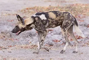 Pictus: Afrique, Afrique australe, Bostwana, Parc national
