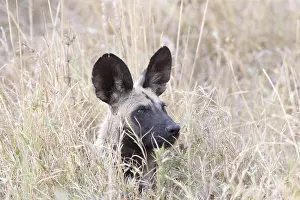 Pictus: Afrique, Afrique australe, Bostwana, Parc national