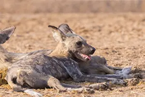 Pictus: Afrique, Afrique australe, Bostwana, Parc national