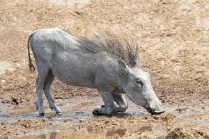 Savuti: Afrique, Afrique australe, Bostwana, Parc national