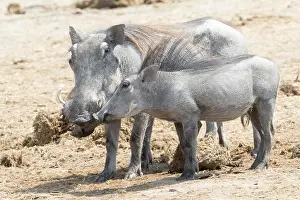 Savuti: Afrique, Afrique australe, Bostwana, Parc national