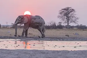 Sale: Afrique, Afrique australe, Bostwana, Parc National