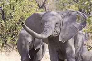 Australe: Afrique, Afrique australe, Bostwana, Parc national