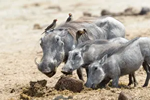 Savuti: Afrique, Afrique australe, Bostwana, Parc national