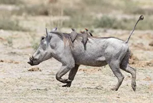 Savuti: Afrique, Afrique australe, Bostwana, Parc national
