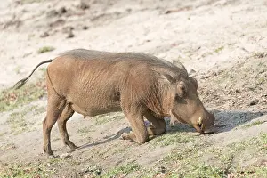 Australe: Afrique, Afrique australe, Bostwana, Parc national