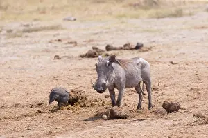 Savuti: Afrique, Afrique australe, Bostwana, Parc national
