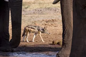Savuti: Afrique, Afrique australe, Bostwana, Parc national