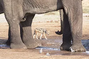 Plan: Afrique, Afrique australe, Bostwana, Parc national