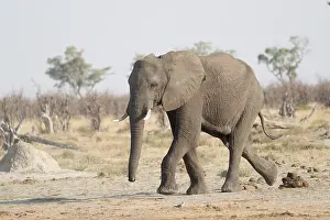 Savuti: Afrique, Afrique australe, Bostwana, Parc national