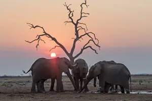 Savuti: Afrique, Afrique australe, Bostwana, Parc national