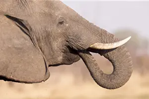 Plan: Afrique, Afrique australe, Bostwana, Parc national