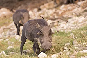 Australe: Afrique, Afrique australe, Bostwana, Parc national