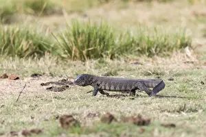 Vgtation: Afrique, Afrique australe, Bostwana, Parc national
