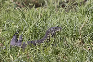 Vgtation: Afrique, Afrique australe, Bostwana, Parc national