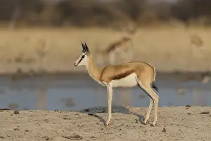 Sale: Afrique, Afrique australe, Bostwana, Parc National