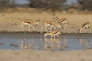 Sale: Afrique, Afrique australe, Bostwana, Parc National