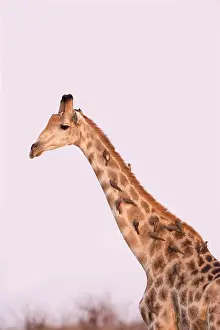 Savuti: Afrique, Afrique australe, Bostwana, Parc national