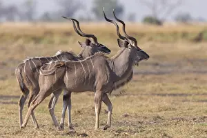 Tragelaphus: Afrique, Afrique australe, Bostwana, Parc national