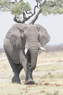 Savuti: Afrique, Afrique australe, Bostwana, Parc national