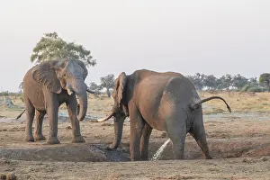 Savuti: Afrique, Afrique australe, Bostwana, Parc national