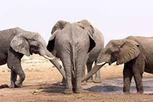 Savuti: Afrique, Afrique australe, Bostwana, Parc national