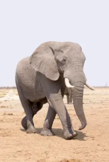 Savuti: Afrique, Afrique australe, Bostwana, Parc national
