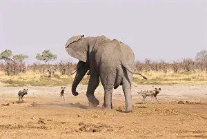 Savuti: Afrique, Afrique australe, Bostwana, Parc national