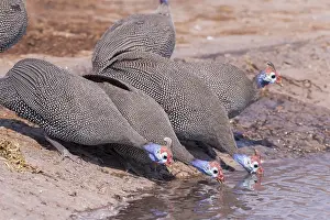Savuti: Afrique, Afrique australe, Bostwana, Parc national