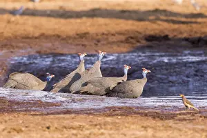 Savuti: Afrique, Afrique australe, Bostwana, Parc national