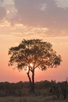 Savuti: Afrique, Afrique australe, Bostwana, Parc national