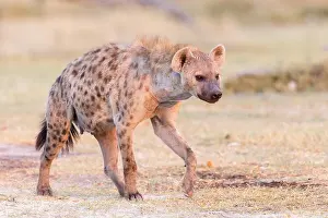 Australe: Afrique, Afrique australe, Bostwana, Parc national