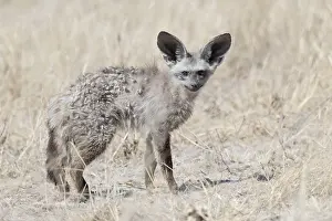 Australe: Afrique, Afrique australe, Bostwana, Reserve