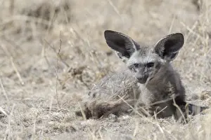 Australe: Afrique, Afrique australe, Bostwana, Reserve
