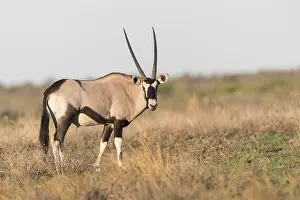 Oryx: Afrique, Afrique australe, Bostwana, Reserve