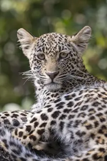 Lopard: Afrique, Afrique australe, Republique Sud Africaiine