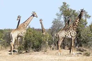 Giraffidae: Afrique, Afrique australe, Republique Sud Africaiine