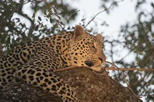 Lopard: Afrique, Afrique australe, Republique Sud Africaiine