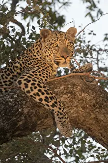 Lopard: Afrique, Afrique australe, Republique Sud Africaiine