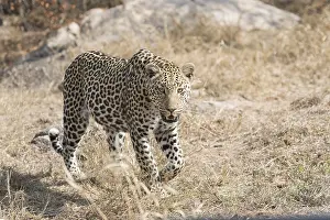 Lopard: Afrique, Afrique australe, Republique Sud Africaiine