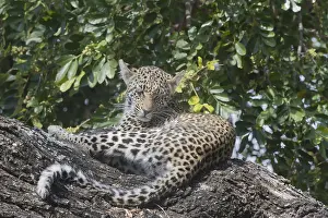 Lopard: Afrique, Afrique australe, Republique Sud Africaiine