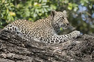 Lopard: Afrique, Afrique australe, Republique Sud Africaiine