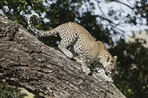 Lopard: Afrique, Afrique australe, Republique Sud Africaiine