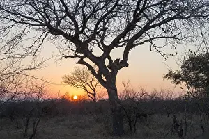 Vgtation: Afrique, Afrique australe, Republique Sud Africaiine