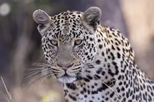 Lopard: Afrique, Afrique australe, Republique Sud Africaiine