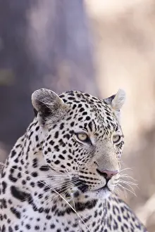 Lopard: Afrique, Afrique australe, Republique Sud Africaiine
